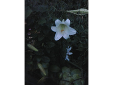 2016-07-18 21.00.44.jpg