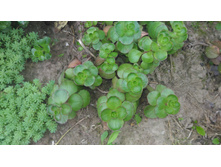 ������ ������ �����,������� �������,�� 50 ���