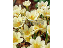 ��-��-�� ��-������-���� ��-�� ��-��� 49 ���. ��. (� �������� 10 ��.). ������ 10-15 ��. ������� ������ 3 ��..jpg