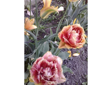 2017-05-22 18.07.14.jpg