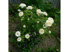 ����	J.P. Connel