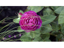 ����� ����