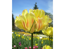 �������� �������� ������� ���-���� ���. ����2.jpg