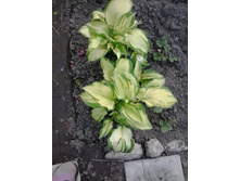 2017-06-09 20.05.41.jpg