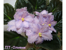 ��-������(����)