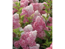 ������ �����