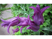 �������� ������������ ���-����� ���. ����. .jpg