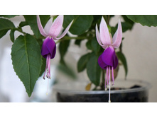 Shadow Dancer Carolina