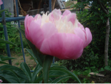 DSC00401.JPG