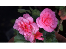 ������� ��������� Nonstop Pink