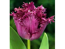 �������� ����������� ���-���� 111,3 ���. ��. (� �������� 7 ��.). ������ �� 45 ��. ������� ������ �� 10 ��.jpg