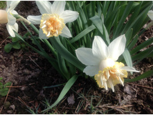 ������� ����� ��