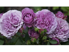 �������� ��� (��. ���������, ������)