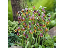 ���-��� ���-����-����. 98 ���. ��. (� �������� 10 ��.). ������ �� 25 ��. ������� ������� �� 3 ��. � �� �����-�����.jpg