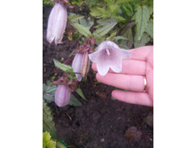 ����������� �����������. 120 �.