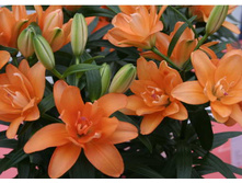 ����� ��-� ��-��� ���. ����.jpg