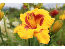 �������� ����� ��.JPG