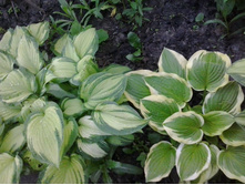 2017-06-19 20.29.03.jpg