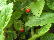 IMG 20170723 103257.jpg