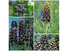 ���-��� ����-������. 130 ���. ��. (� �������� 1 ��.). ������ �� 100 ��. ������� �����-�����.jpg