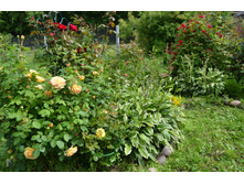 DSC 0421.JPG