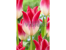 �������� ������������ ���-������ ��-�� 163,3 ���. ��. (� �������� 7 ��.). ������ �� 60 ��. ������� ������ �� 8 ��. .jpg