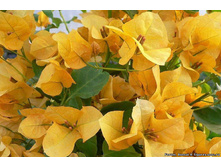 ����������� Golden Tango..... ��������