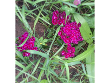 ��� ��������