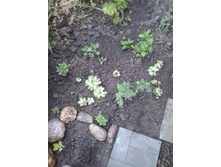 2017-06-03 18.43.01.jpg