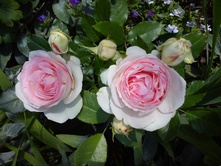 ���� �� ������