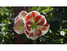 ��������� ������