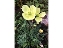 ��� Radicatum.jpg