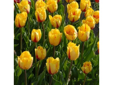 �������� ����������� ���-����� ���. ����.jpg