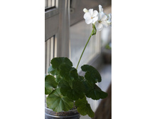 ���������� ���� F1 �����