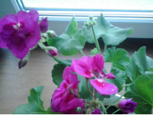 2016-03-26 17.50.23.jpg