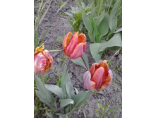 2017-05-22 18.06.43.jpg