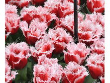 �������� ����������� �-�� ��-��� ���. ����.jpg