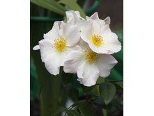 Sally Holmes (�����)