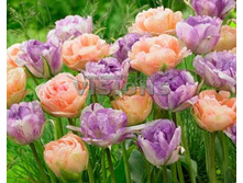 �������� �������� ������� ��-�� ��-��� � ���-���� ��-�� .���. ����.jpg