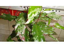 ������������� �������� Cooperi Carnival-