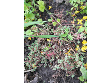 IMG 20170722 182955.jpg