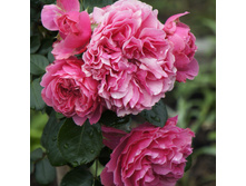 �������� �� �����