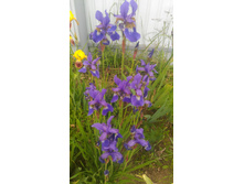 P 20170624 190128.jpg