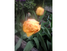 2016-05-04 18.06.23.jpg