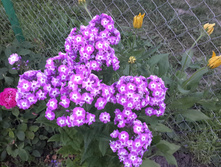 20170727 201246.jpg