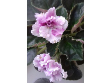 ������ ������������)