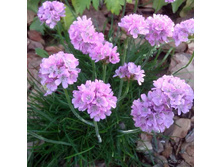 ������� ���������� ������ ������� 70�.jpeg