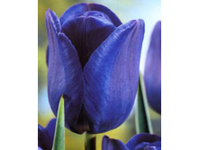 ������� ������� ������� �-�� ���-���� 146,3 ���. ��. (� �������� 7 ��.). ������ �� 60 ��. ������� ������ �� 10 ��..jpg