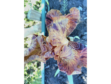 IMG 20170619 051545.jpg