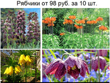 � ������� 4.JPG